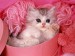 cat pink.jpg